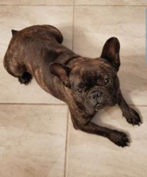 Lost Male Dog last seen Near De Navarra Pkwy, Cape Coral, FL 33909, Cape Coral, FL 33909