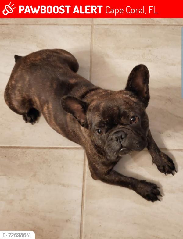 Lost Male Dog last seen Near De Navarra Pkwy, Cape Coral, FL 33909, Cape Coral, FL 33909