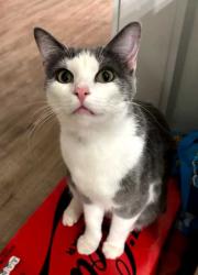 Lost Male Cat last seen Peebly south of 149th St, Newalla, OK 74857