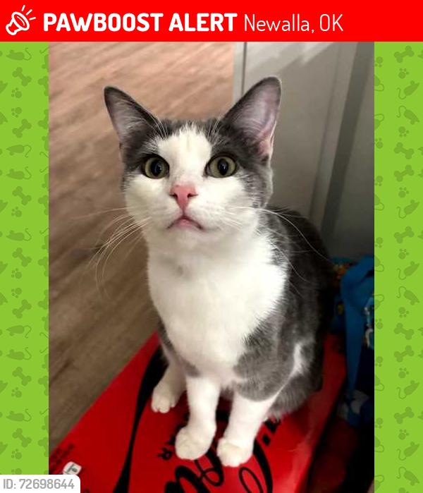 Lost Male Cat last seen Peebly south of 149th St, Newalla, OK 74857