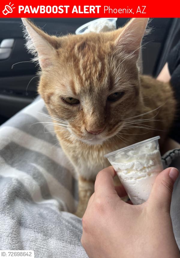 Lost Male Cat last seen Union Hills and 32nd Street , Phoenix, AZ 85050