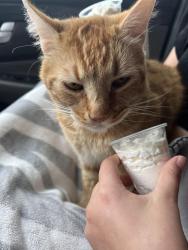 Lost Male Cat last seen Union Hills and 32nd Street , Phoenix, AZ 85050