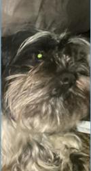 Lost Male Dog last seen Dallas ga, Dallas, GA 30132