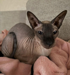 Lost Female Cat last seen Glenn Ave. near Audubon, Fresno, CA 93711