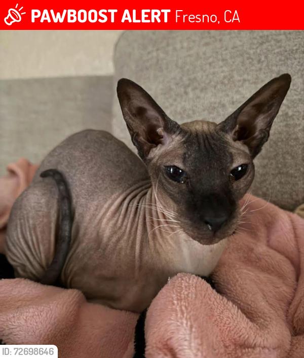 Lost Female Cat last seen Glenn Ave. near Audubon, Fresno, CA 93711