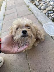 Found/Stray Female Dog last seen Near Savemart , Hanford, CA 93230