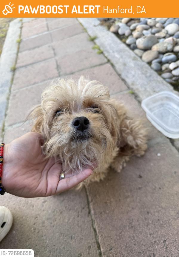 Found/Stray Female Dog last seen Near Savemart , Hanford, CA 93230