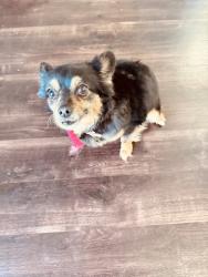 Found/Stray Female Dog last seen Tesson ferry, St. Louis, MO 63128