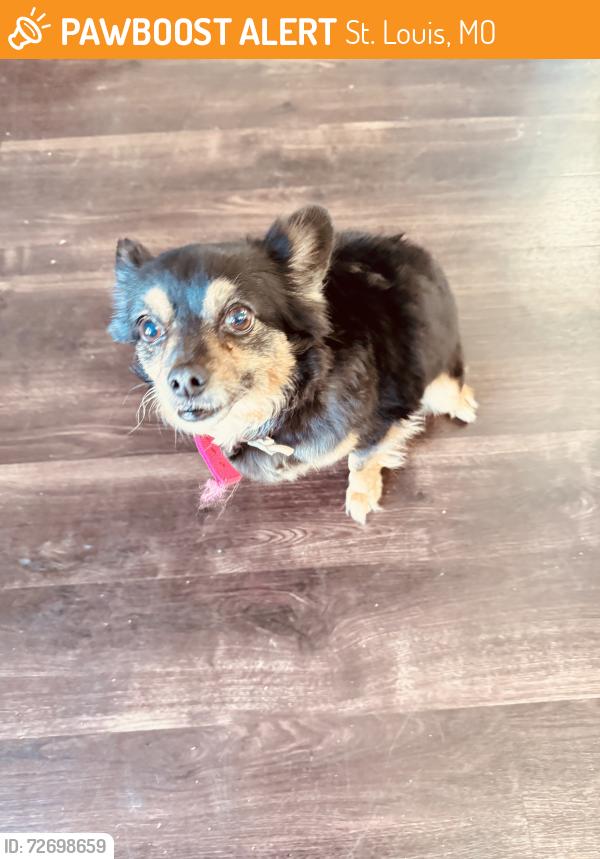Found/Stray Female Dog last seen Tesson ferry, St. Louis, MO 63128