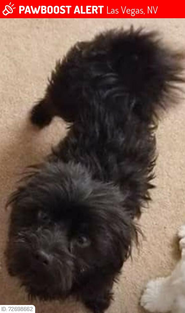 Lost Male Dog last seen Owens and Lamb, Las Vegas, NV 89115
