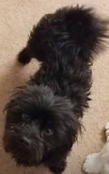 Lost Male Dog last seen Owens and Lamb, Las Vegas, NV 89115