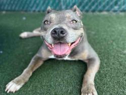 Shelter Stray Female Dog last seen LOS COCHES RD, Bonita, CA 91902
