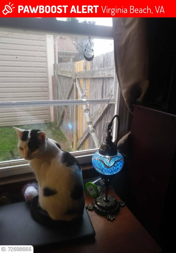 Lost Female Cat last seen Eastover Ct and Ripplemead , Virginia Beach, VA 23464