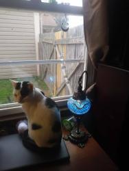 Lost Female Cat last seen Eastover Ct and Ripplemead , Virginia Beach, VA 23464