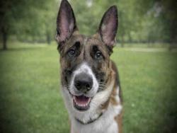 Shelter Stray Male Dog last seen EAST BRADLEY AVENUE, Carlsbad, CA 92011