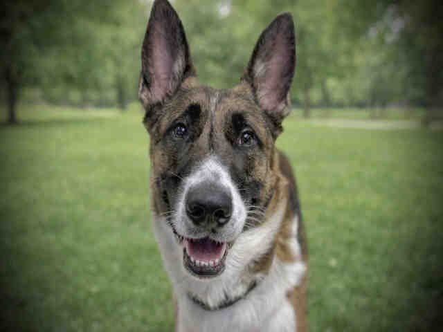 Shelter Stray Male Dog last seen EAST BRADLEY AVENUE, Carlsbad, CA 92011