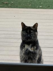 Found/Stray Female Cat last seen Inglewood & Culver, Los Angeles, CA 90230