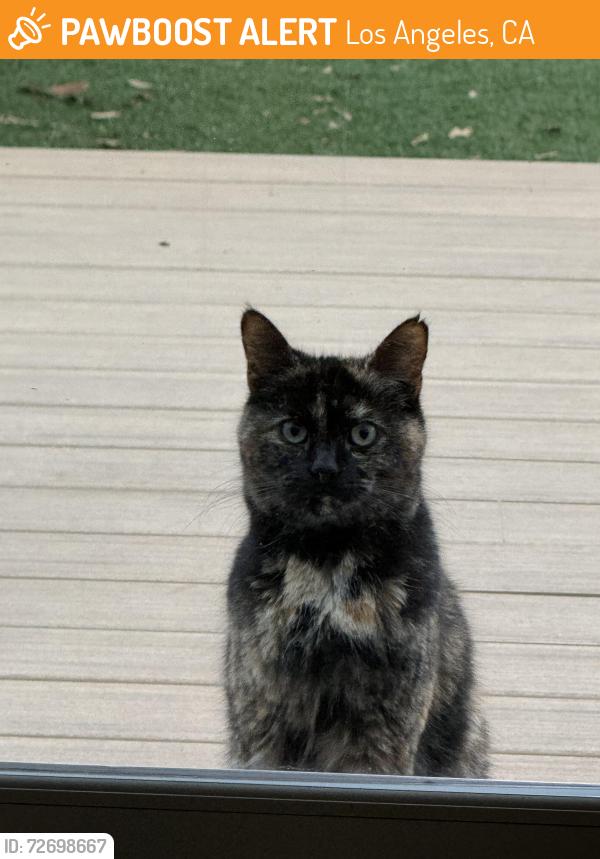 Found/Stray Female Cat last seen Inglewood & Culver, Los Angeles, CA 90230