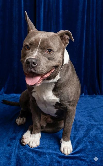 Shelter Stray Male Dog last seen , Jacksonville, FL 32204