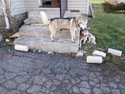 Found/Stray Unknown Dog last seen Washington and shadeland , Indianapolis, IN 46226
