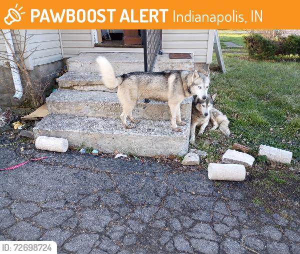 Found/Stray Unknown Dog last seen Washington and shadeland , Indianapolis, IN 46226