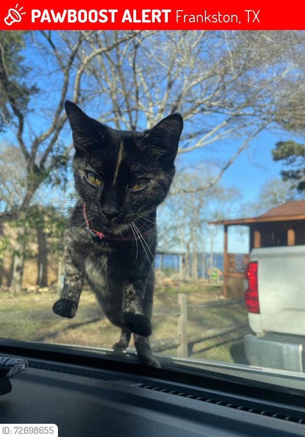 Lost Female Cat last seen Kevin dr , Frankston, TX 75763