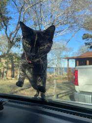 Lost Female Cat last seen Kevin dr , Frankston, TX 75763