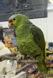 Lost Unknown Bird last seen Times Square, manhattan,new york, New York, NY 10036