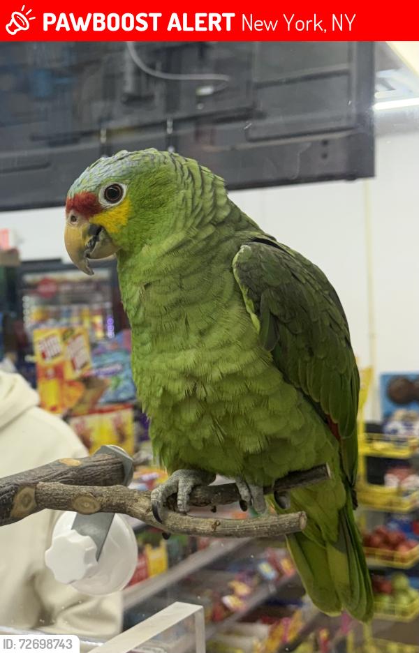 Lost Unknown Bird last seen Times Square, manhattan,new york, New York, NY 10036