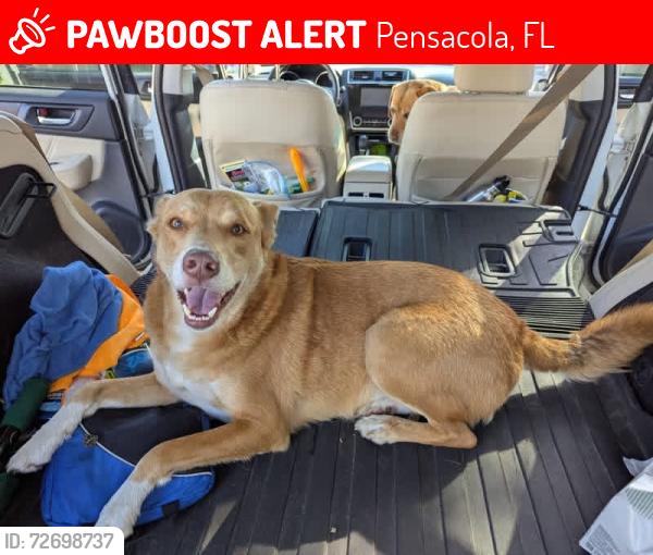 Lost Male Dog last seen 15th Ave and E Gadsden St, Pensacola, FL 32501