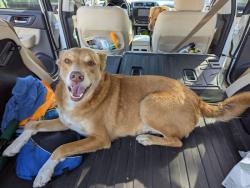 Lost Male Dog last seen 15th Ave and E Gadsden St, Pensacola, FL 32501