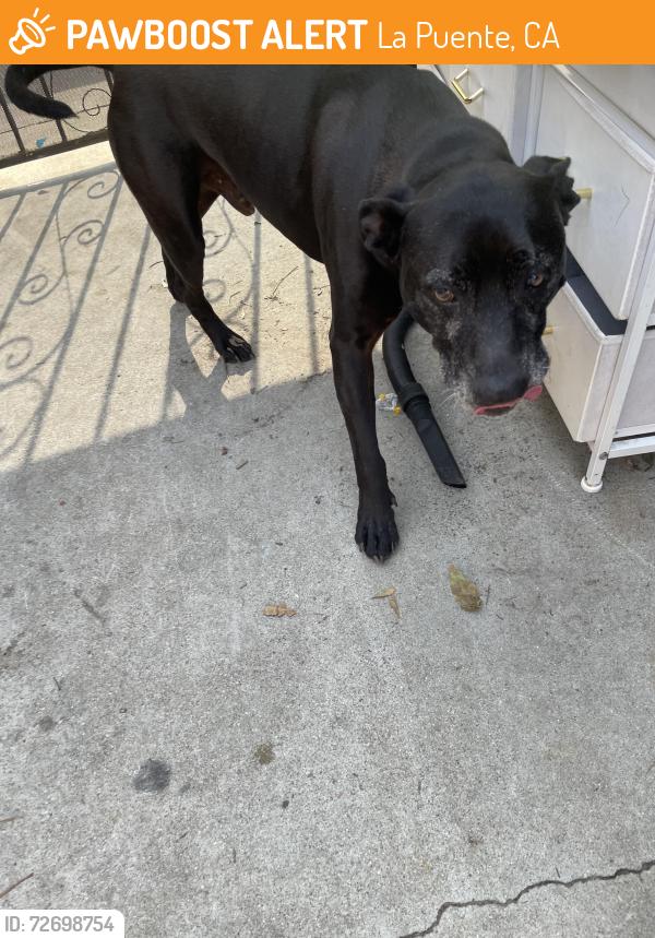 Found/Stray Male Dog last seen California , La Puente, CA 91744