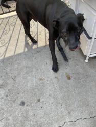 Found/Stray Male Dog last seen California , La Puente, CA 91744