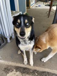 Lost Male Dog last seen Pecan Creek and Church Drive, Corinth, TX 76210