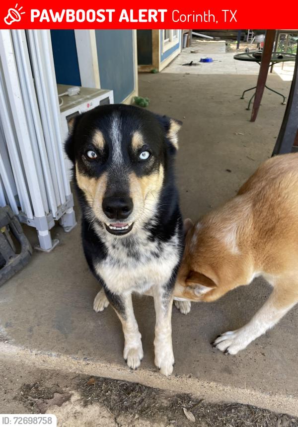 Lost Male Dog last seen Pecan Creek and Church Drive, Corinth, TX 76210