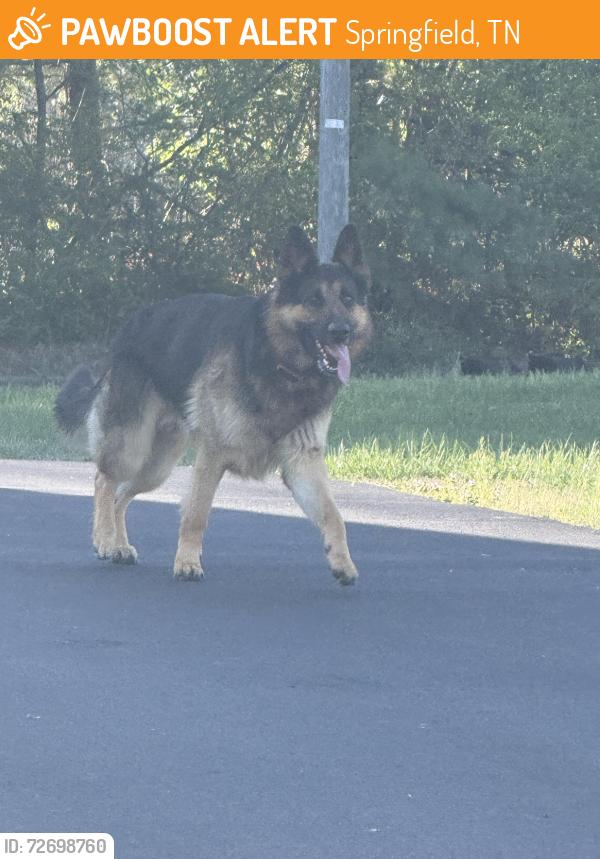 Found/Stray Unknown Dog last seen 5th Ave, Springfield, TN 37172