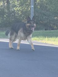 Found/Stray Unknown Dog last seen 5th Ave, Springfield, TN 37172