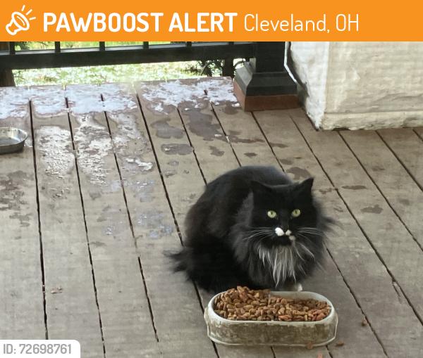Found/Stray Unknown Cat last seen W33 and  Mapledale Ave, Cleveland, OH 44109