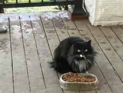 Found/Stray Unknown Cat last seen W33 and  Mapledale Ave, Cleveland, OH 44109