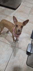 Found/Stray Female Dog last seen Finsbury Drive and Lynbrook Drive, Austin, TX , Austin, TX 78748