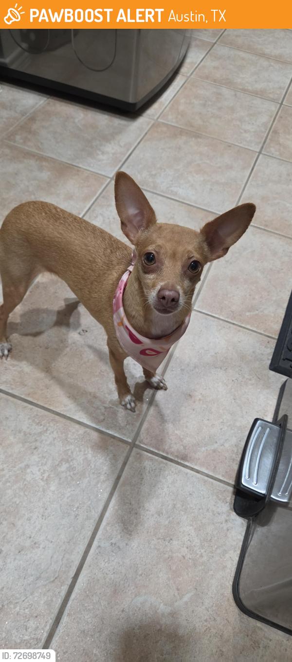 Found/Stray Female Dog last seen Finsbury Drive and Lynbrook Drive, Austin, TX , Austin, TX 78748