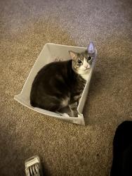 Lost Male Cat last seen Morning side apmts , Richmond, VA 23225