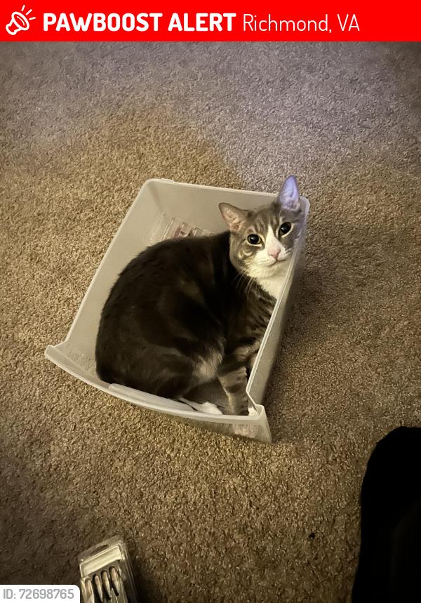 Lost Male Cat last seen Morning side apmts , Richmond, VA 23225
