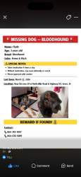 Lost Male Dog last seen QT Reidville Road, Greer, SC 29651
