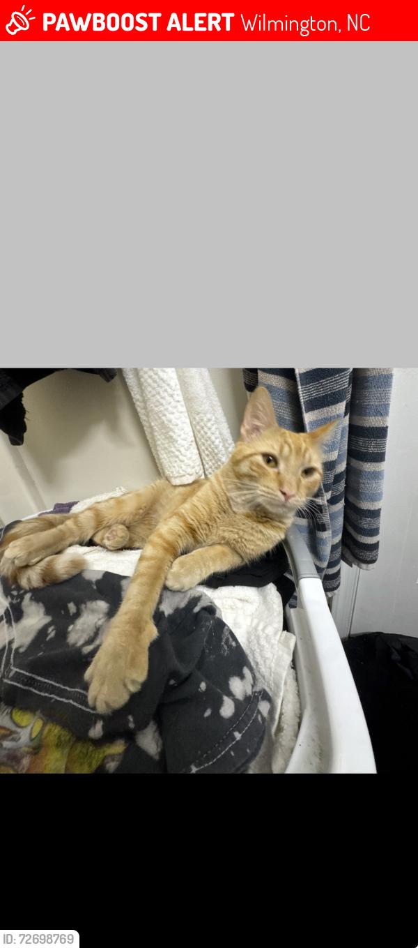 Lost Male Cat last seen Market Street, Wilmington, NC 28403