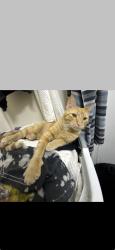 Lost Male Cat last seen Market Street, Wilmington, NC 28403