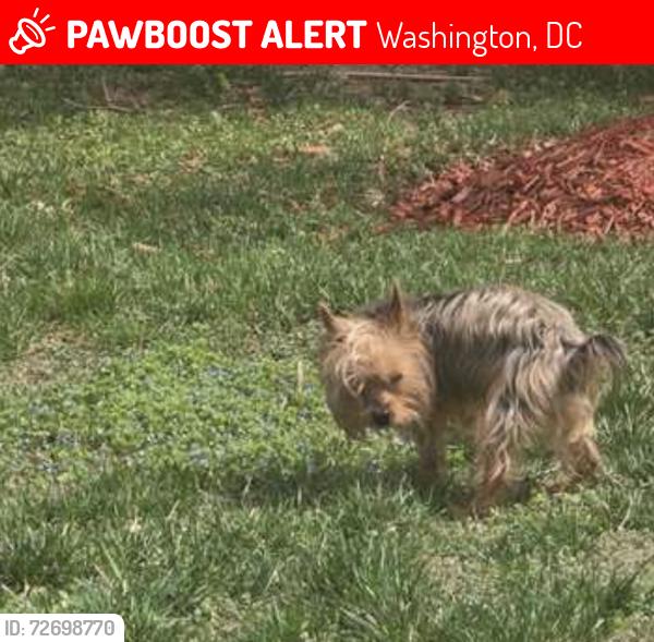 Lost Male Dog last seen Q st nw , Washington, DC 20001