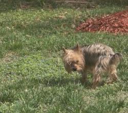 Lost Male Dog last seen Q st nw , Washington, DC 20001