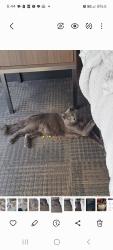 Lost Male Cat last seen 4th St and Prospect , Colorado Springs, CO 80907