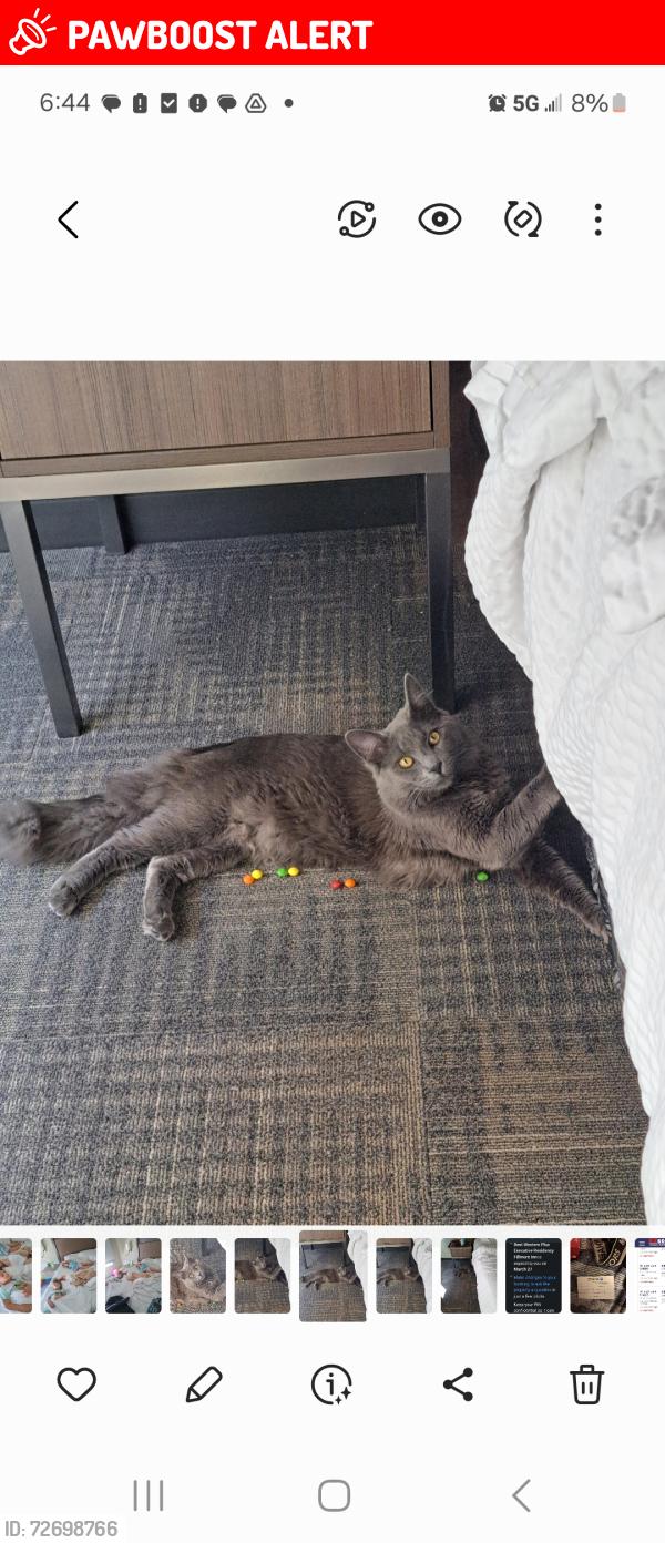 Lost Male Cat last seen 4th St and Prospect , Colorado Springs, CO 80907